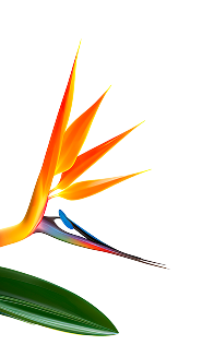 ASR_Bird_of_Paradise_realistic_stock_image_captured_by_proffesi_654dcc0c-b423-4e12-819a-1562c79c5bf3 5